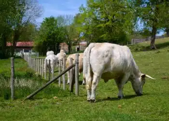 Quelles sont les alternatives de stationnement au Puy du Fou ?