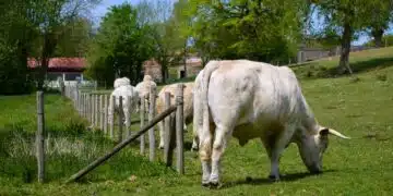 Quelles sont les alternatives de stationnement au Puy du Fou ?