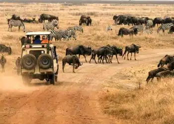 Un safari en Namibie les raisons