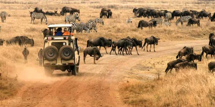 Un safari en Namibie les raisons